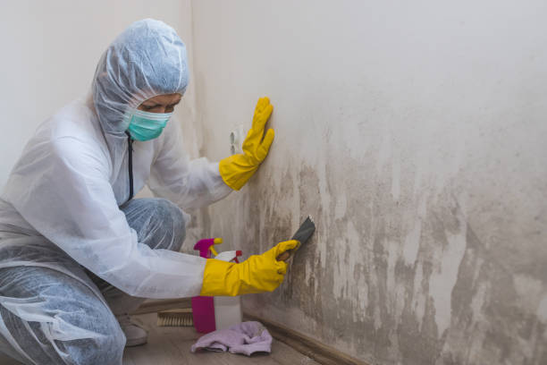 Professional Mold Remediation in Piney, AR