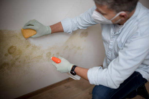 Best White Mold Remediation in Piney, AR