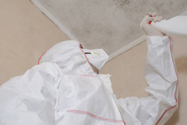 Best Commercial Mold Remediation in Piney, AR